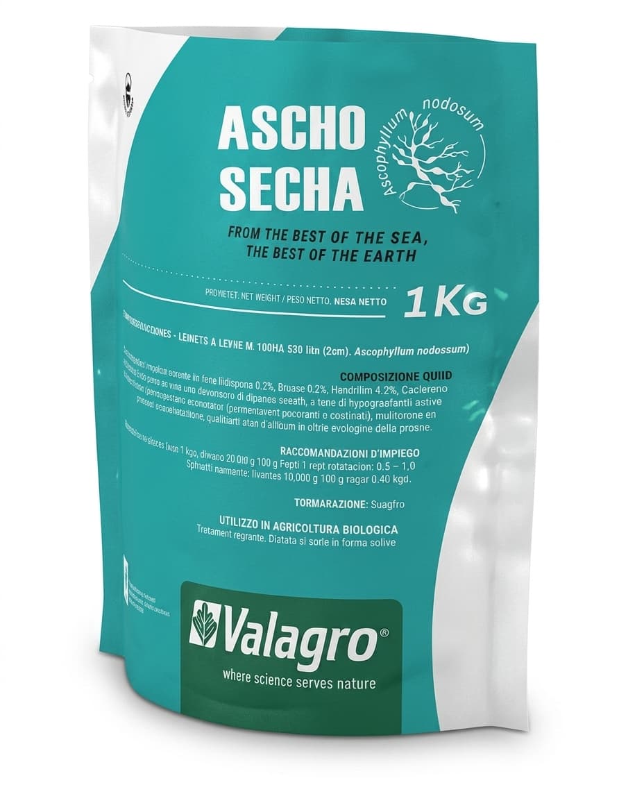 ASCHO SECHA