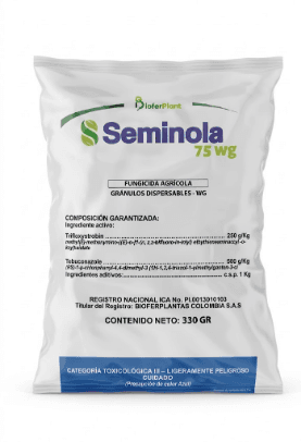 SEMINOLA